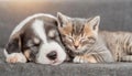 Kitten and puppy sleeping cuddled together on the sofa, close up