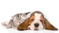 Kitten and puppy sleeping together. isolated on white background Royalty Free Stock Photo