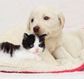 Kitten and puppy together