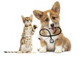 kitten and puppy vet looks with a stethoscope Royalty Free Stock Photo