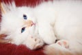 Kitten purring Royalty Free Stock Photo