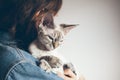 Woman is holding in hands and hugging color point color Devon rex cat. Royalty Free Stock Photo