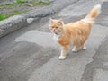 Kitten Rambling Outdoors Royalty Free Stock Photo