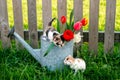 Kitten reaches out to another kitten, sitting on a watering can with flowers Royalty Free Stock Photo