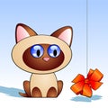 Kitten with red bowknot Royalty Free Stock Photo