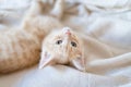The kitten is red in color, lying on its back and looking into the camera Royalty Free Stock Photo