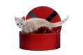 Kitten in a red hatbox on white background Royalty Free Stock Photo