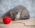 Kitten and red thread ball