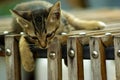 Kitten relax on the wooden crate