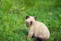 Kitten relaxing on the grass