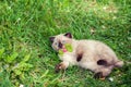 Kitten relaxing on the grass Royalty Free Stock Photo