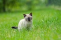 Kitten relaxing on the grass Royalty Free Stock Photo