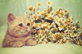 Kitten relaxing near flowers