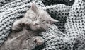 Kitten relaxing. Portrait of beautiful gray kitten relax on soft grey knitted background. Home pet napping. Happy domestic animal Royalty Free Stock Photo