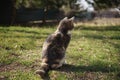 Kitten rest on green grass in a sunny garden, back view