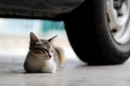 A Kitten Resting Below a Vehicle