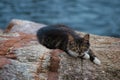 Kitten on rock by the sea