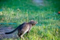 Kitten running on the grass