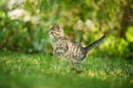 Kitten running in a meadow