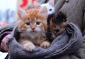 Kitten for sale in scarf. Foxy-red orange white kitten boy and black brown kitten girl. Sad kitten red cat. Orange baby cat tiger Royalty Free Stock Photo