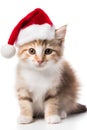 Kitten in Santa Claus Christmas red hat on white background Royalty Free Stock Photo