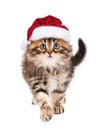 Kitten in Santa Claus hat Royalty Free Stock Photo