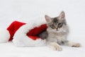 Kitten in a santa hat Royalty Free Stock Photo