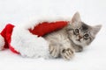 Kitten in a santa hat Royalty Free Stock Photo