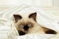 Kitten in satin Royalty Free Stock Photo