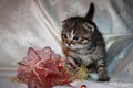 Kitten Royalty Free Stock Photo