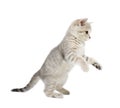 Kitten Scottish Straigh isolated on white Royalty Free Stock Photo