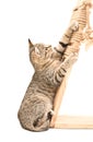 Kitten Scottish Straight sharpening its claws Royalty Free Stock Photo