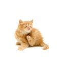 Kitten scratching Royalty Free Stock Photo