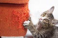 Kitten scratching fabric sofa Royalty Free Stock Photo