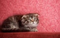 Kitten scratching orange fabric sofa Royalty Free Stock Photo