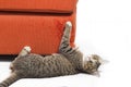 Kitten scratching fabric sofa Royalty Free Stock Photo