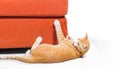 Kitten scratching fabric sofa Royalty Free Stock Photo