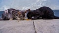 a kitten shares its meal with another kitten,