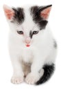 Kitten showing tongue