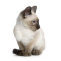 Kitten Siamese Royalty Free Stock Photo