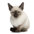 Kitten Siamese Royalty Free Stock Photo