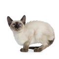 Kitten Siamese Royalty Free Stock Photo