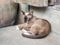 Kitten Siamese cat with green eyes lying down Royalty Free Stock Photo