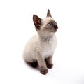 Kitten siamese in high definition on a white background Royalty Free Stock Photo