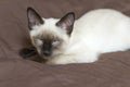 Kitten Siamese type ,Mekong bobtail lies on a cover and dozes