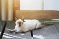 Kitten Siamesecat sitting and enjoy on wood terrace with sunlight Royalty Free Stock Photo