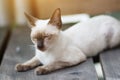 Kitten Siamesecat sitting and enjoy on wood terrace with sunlight Royalty Free Stock Photo