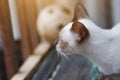 Kitten Siamesecat sitting and enjoy on wood terrace with sunlight Royalty Free Stock Photo