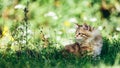 A kitten - Siberian cat hunting in grass Royalty Free Stock Photo