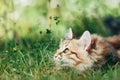 A kitten - Siberian cat hunting in grass Royalty Free Stock Photo